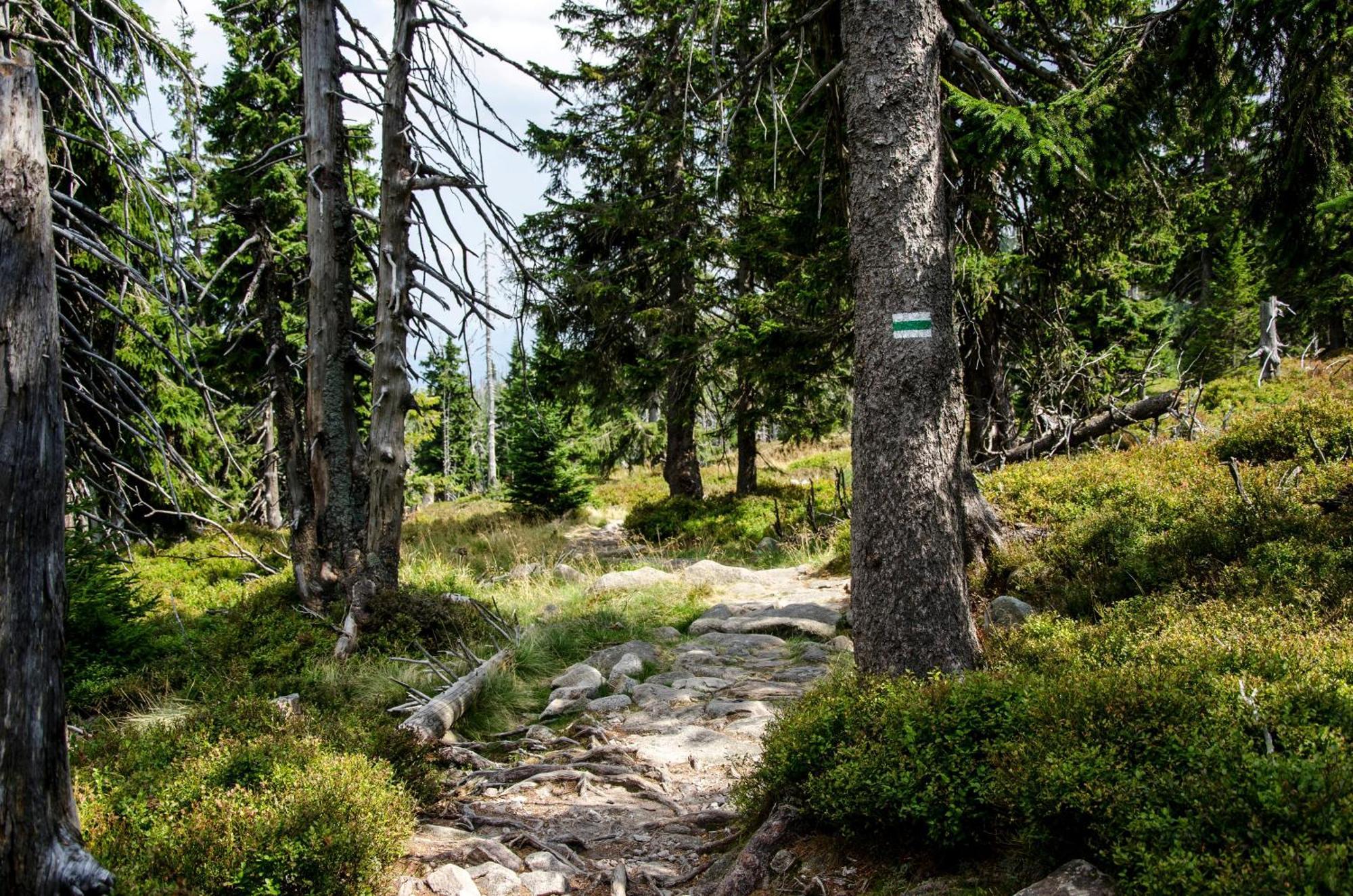 Elements Hotel&Spa Swieradow-Zdroj Bagian luar foto The trail near the summit of Mount Si